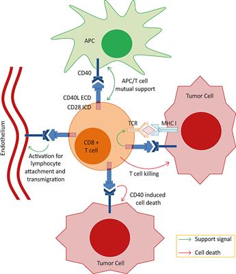 Double Strike Approach for Tumor Attack: Engineering T Cells Using a CD40L:CD28 Chimeric Co-Stimulatory Switch Protein for Enhanced Tumor Targeting in Adoptive Cell Therapy